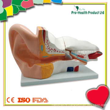 Medical Educational 3D Human Ear Model